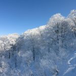 霧氷の林：やまびこコースのリフトからは霧氷の林のオンパレードです