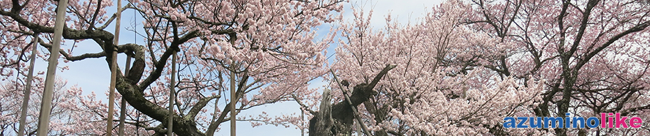 2017/4/10【 日本三大ザクラの神代桜】山梨県北杜市にある山高神代桜は推定樹齢2,000年とも言われ、支える柱もハンパではありません。