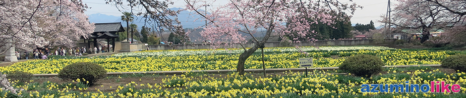 2017/4/10【神代桜の脇の風景】お寺の境内には桜に競って咲く草花も色艶やかです。
