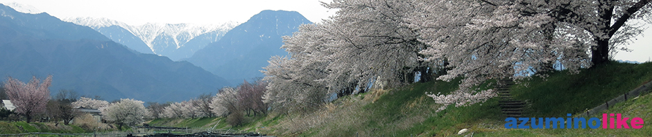 2017/4/20【安曇野・早春賦の桜】恒例となったご近所さんとの花見宴会、当日は満開の桜でした。