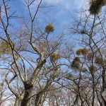 山頂近くの桜の木：桜前線の北上で開花が盛んですが、ここはまだまだ固い蕾。鳥の巣のような塊も気になります。