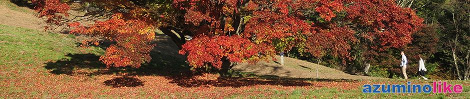 2016/11/3【大峰高原の七色カエデ】池田町の大峰高原の紅葉は「七色大カエデ」で有名です。紅葉のピークは過ぎたようですが、まだまだ見ごたえがありました。