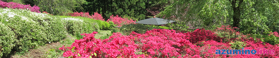 2016/5/13【満願寺のツツジ】家から１０kmほど離れた山寺はツツジの名所で、５月中旬以降は満開となります。