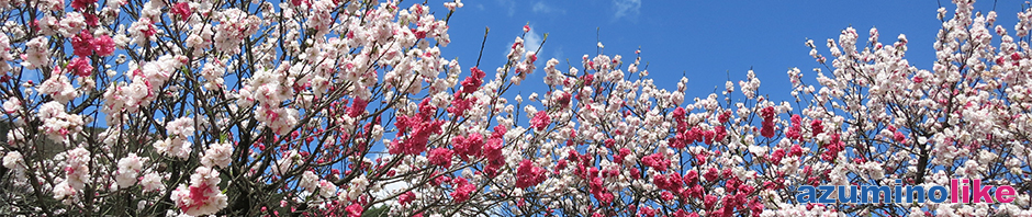 2016/4/23【花桃の里、阿智村】南信の恵那山の麓にある阿智村は花桃が有名で、山里一面にピンクと白の花が咲き誇っていました。