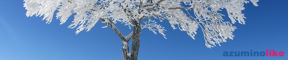 2016/2/18【野沢温泉スキー場の木立】快晴の紺碧の空と雪の木立が眩いばかりです。