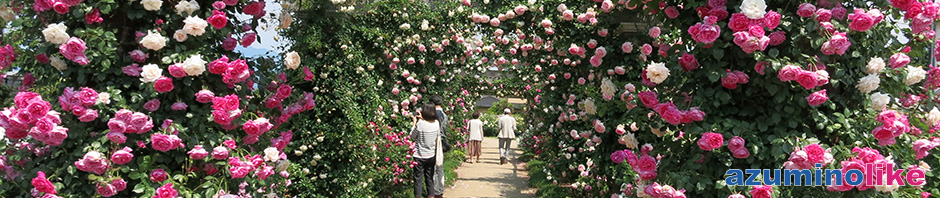 2017/6/10【中野市、一本松公園】バラ園として有名な公園にはおよそ品種850、2500株のバラが所狭しと咲き乱れ、規模は信州一だと思います。