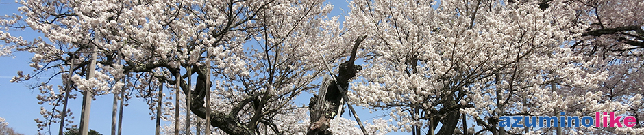 2018/4/4 【 山梨県・山高神代桜】日本三大桜の一つ、山梨県北杜市にある神代桜。このところ毎年楽しんでいます。