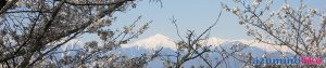 2018/4/13 【光城山の桜と常念岳】山頂直下の桜並木では、満開の桜のトンネルの奥に常念岳が見れました。