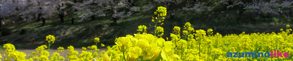 2019/4/20【弘法山の菜の花畑】松本・弘法山の桜見物で脇に咲く菜の花も見事でした。