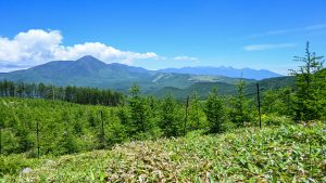 遠く蓼科山と八ヶ岳