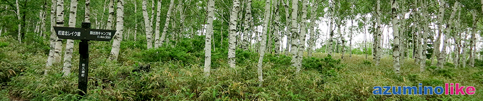 2019/7/4【佐久穂町の白樺原生林】八千穂高原は北八ヶ岳の東麓に広がる自然豊かな高原で、約50万本の白樺林が植生してその群生は日本一にふさわしい優美さです。