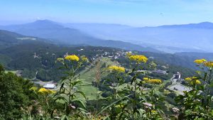 高山植物もあちこちに