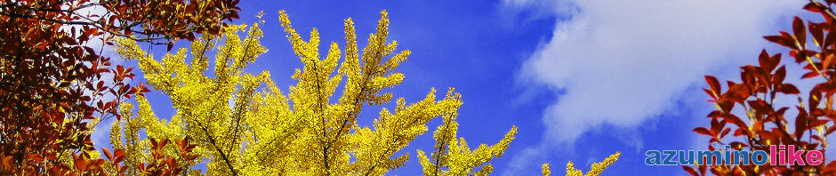 2019/11/11【大町市・霊松寺の紅葉】オハツキイチョウの紅葉で有名な霊松寺、色鮮やかな紅葉が青空に映えていました。