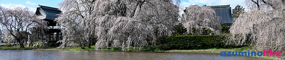 2020/4/14【松本・安養寺のしだれ桜】しだれ桜で有名な安養寺、池の上のしだれ桜は樹齢５００年なのだそうです。立派です！
