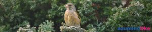 2020/4/16【我が家の野鳥】安曇野に越して９年目、我が家に初めて野鳥の巣ができました。春ですね〜。