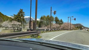 道中「蓮華大橋」付近の桜