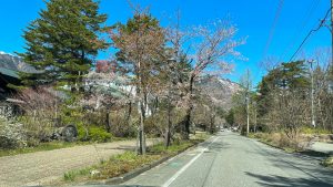 大町温泉郷「桜並木』