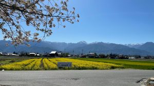 八重桜と菜の花と常念と