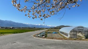 八重桜の先には後立山連峰の白馬山系が．．