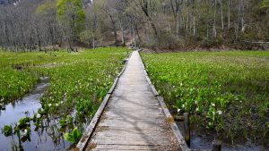 【奥裾9】今池湿原の木道