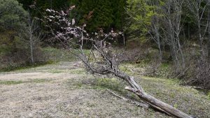 【奥裾11】倒れながらも咲く桜