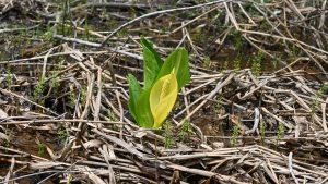 【奥裾12】最後のおまけは珍しい黄色の水芭蕉