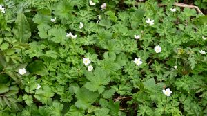 【戸隠8】白い小さな花も映えてます