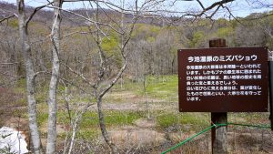 【奥裾7】水芭蕉のエリアでは一番広い今池湿原