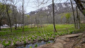 【奥裾8】今池湿原の散策