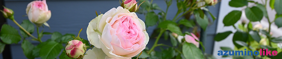 2020/6/1【庭のバラ】我が家に咲いたピエール・ド・ロンサールと言うバラ、害虫の被害が割りと少なく大きく立派に咲きました。なかなかの存在感です。