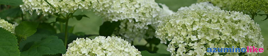 2020/6/26【庭のアナベル】庭先に咲くアナベル、最初は淡い緑、それが次第と純白となって再び緑に変化するようです。とても梅雨時によく似合う花ですね。