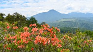 レンゲツツジの先の蓼科山