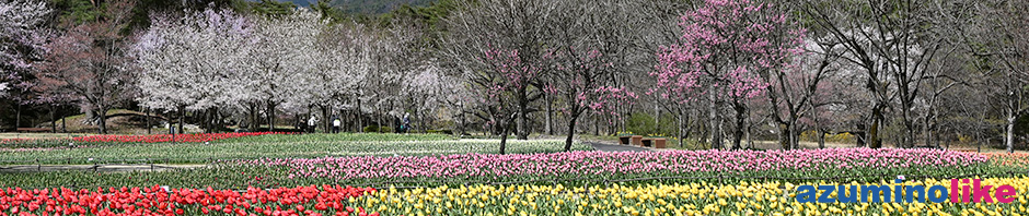 2021/4/10【桜とチューリップと常念と】国営アルプスあづみの公園・穂高地区は桜とチューリップが満開でした。