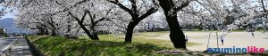 2022/4/12【学校と桜】南小学校の道筋に咲く桜、児童も楽しそうです。