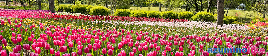 2022/5/4【春の公園】国営アルプスあづみの公園・穂高地区はチューリップが満開です。