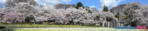 2023/3/29【山梨県北杜市の神代桜】春爛漫、隣県では一足早い満開の桜です。