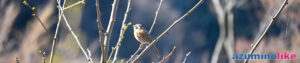 2023/4/10【光城山の野鳥】光城山に登り山頂で朝食。ふと見ると新芽の枝に野鳥が‥‥春ですねぇ。