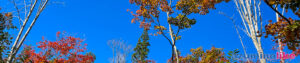 2024/11/9【紅葉が映える青空】岩岳登山で見た紅葉の先の紺碧の空