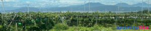 2025/9/7【須坂市のブドウ棚】さすがはメジャーなブドウ産地、どこまでも続くブドウ棚。