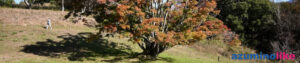 2025/10/24【大峯高原のカエデ】青空のもと、紅葉バッチリの大カエデだけど、昔はもっと葉が多かった気がする。